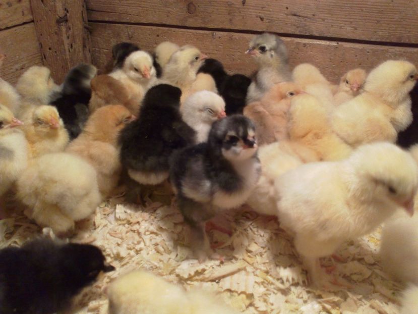  - Puisori martie 2017