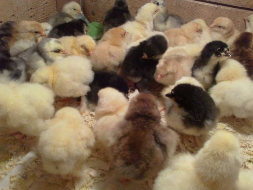  - Puisori martie 2017