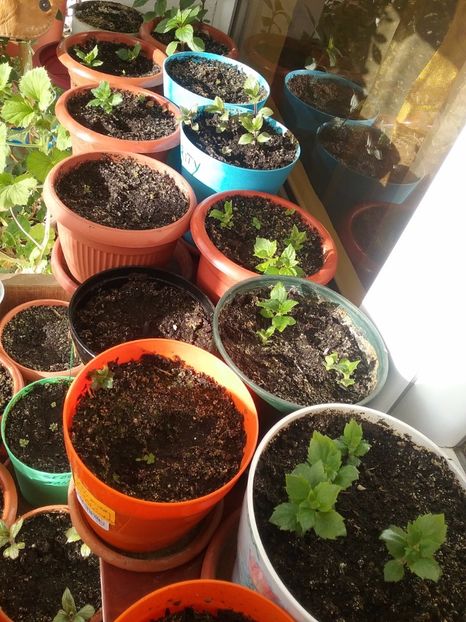  - Achimenes 2017-2018