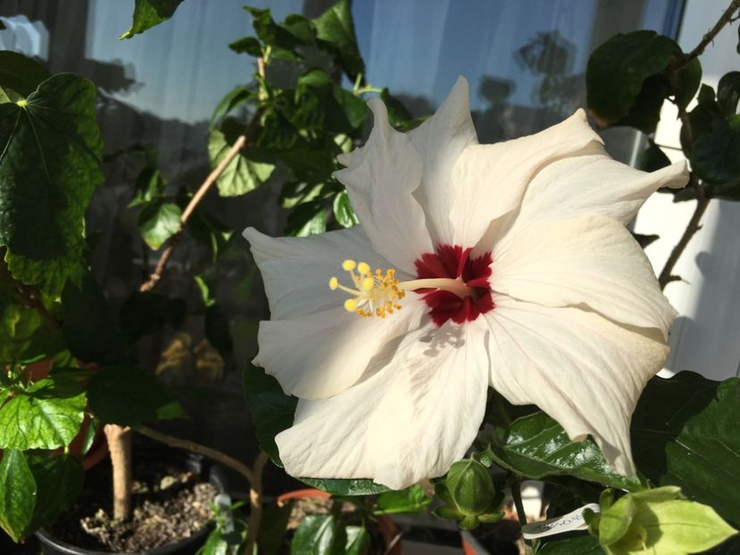 Classic White - Flori 2017
