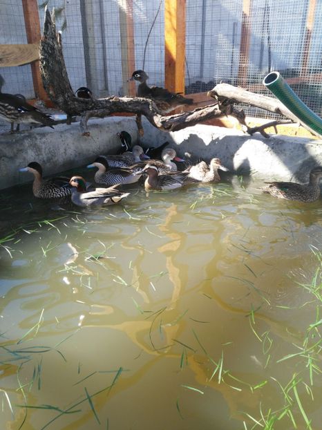  - Rata Caraitoare Europeana - Sarsela de vara