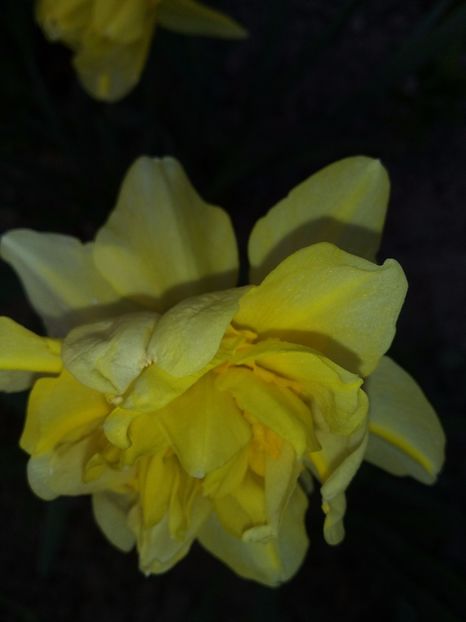  - narcisele mele