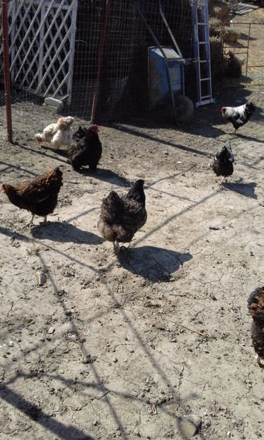  - Gaini rasa Wyandotte