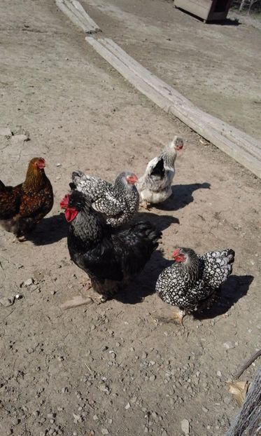  - Gaini rasa Wyandotte