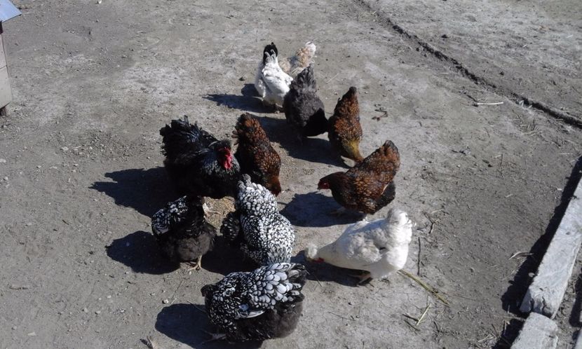  - Gaini rasa Wyandotte