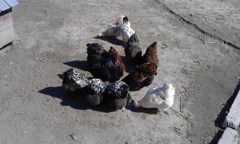  - Gaini rasa Wyandotte