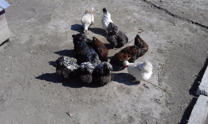  - Gaini rasa Wyandotte