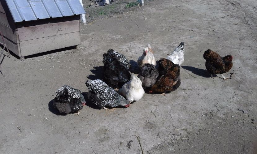  - Gaini rasa Wyandotte