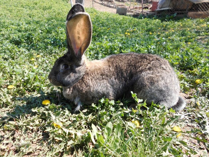 femela - Iepuri 2017