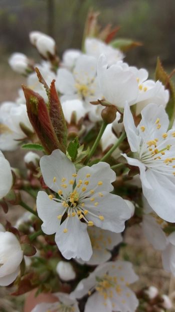  - Primavara lui 2017