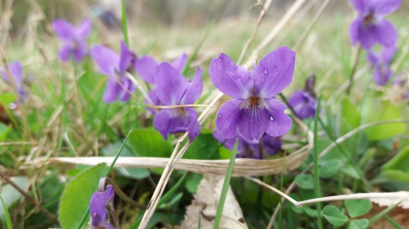  - Primavara lui 2017