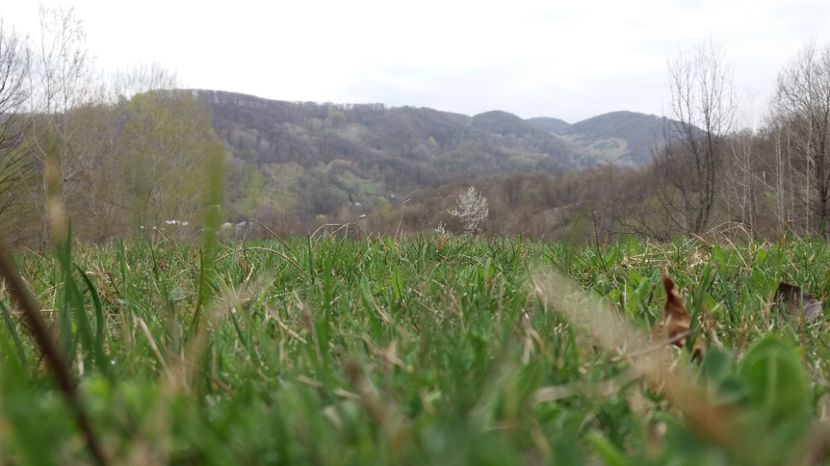  - Primavara lui 2017