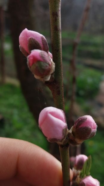  - Primavara lui 2017