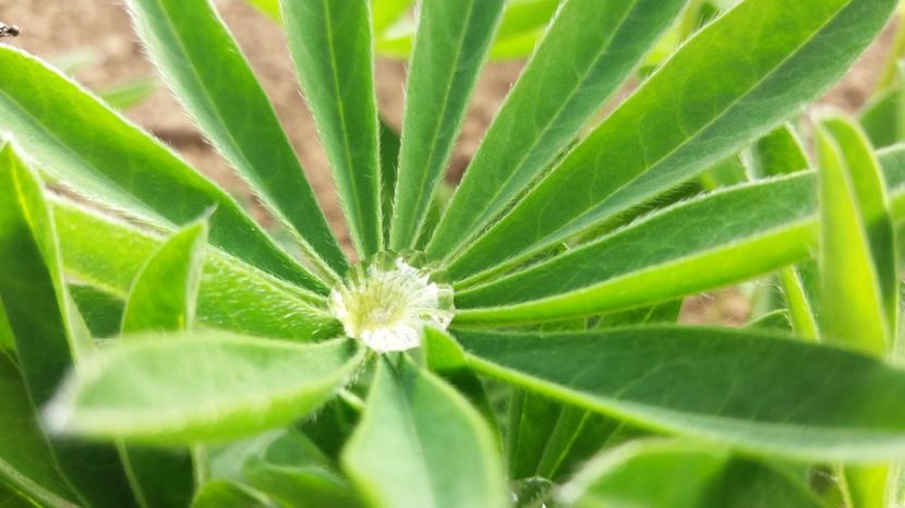  - Primavara lui 2017