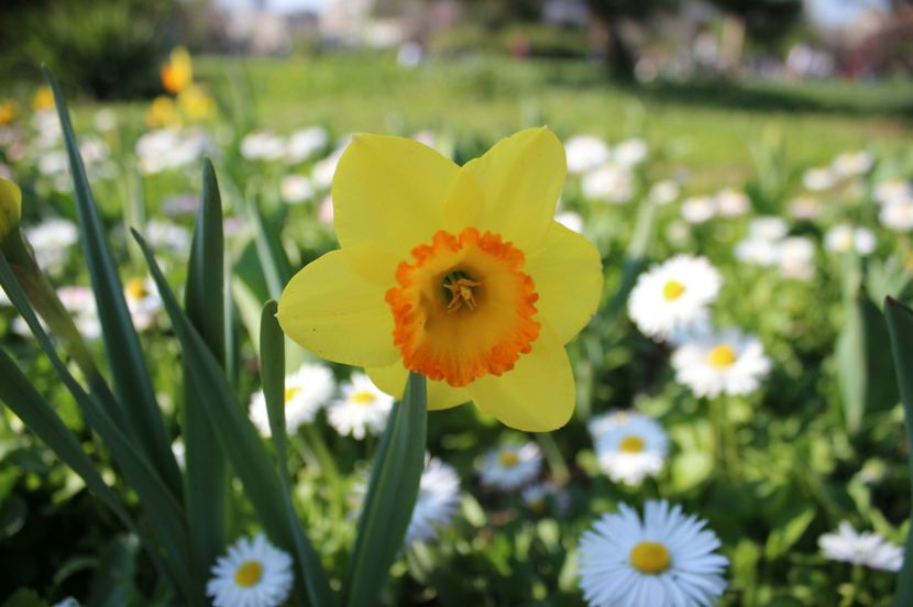  - Primavara lui 2017