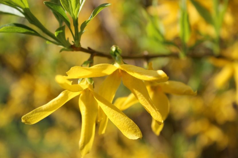  - Primavara lui 2017