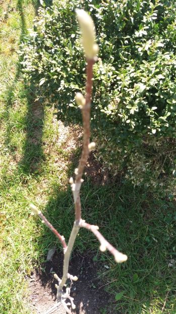  - De prin gradina 2017