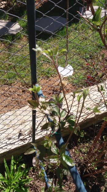  - De prin gradina 2017