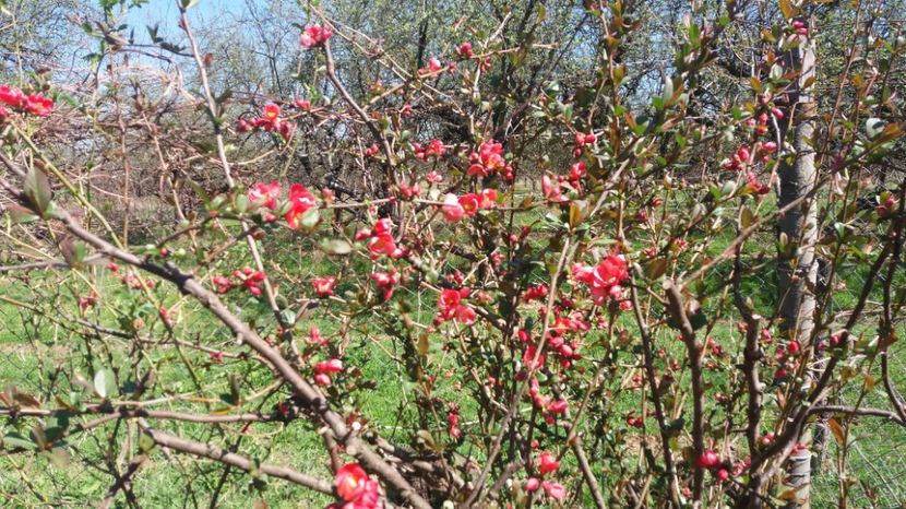  - De prin gradina 2017