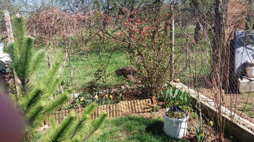  - De prin gradina 2017