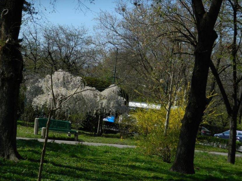  - 2017 TIMISOARA PRIMAVARA