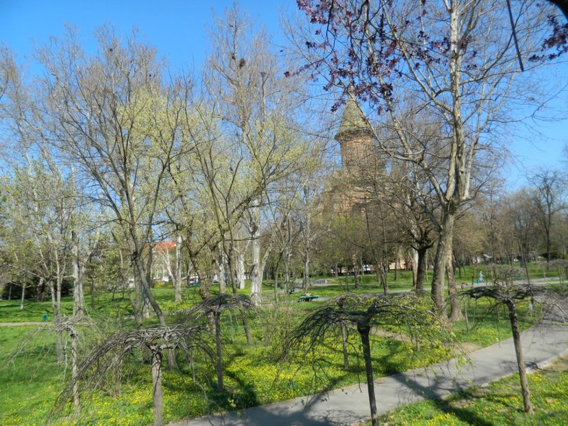  - 2017 TIMISOARA PRIMAVARA