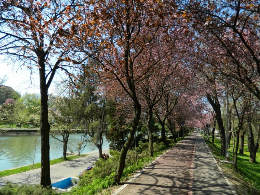  - 2017 TIMISOARA PRIMAVARA