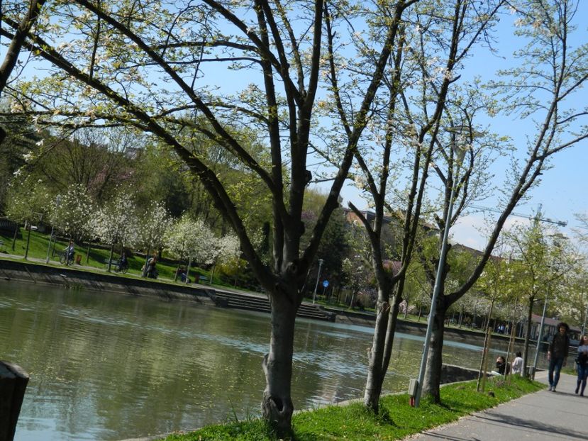  - 2017 TIMISOARA PRIMAVARA