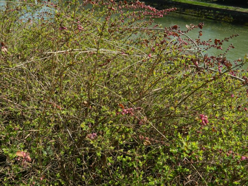  - 2017 TIMISOARA PRIMAVARA