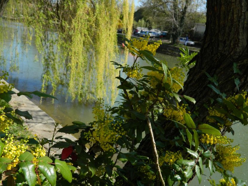  - 2017 TIMISOARA PRIMAVARA