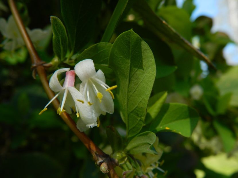  - 2017 TIMISOARA PRIMAVARA