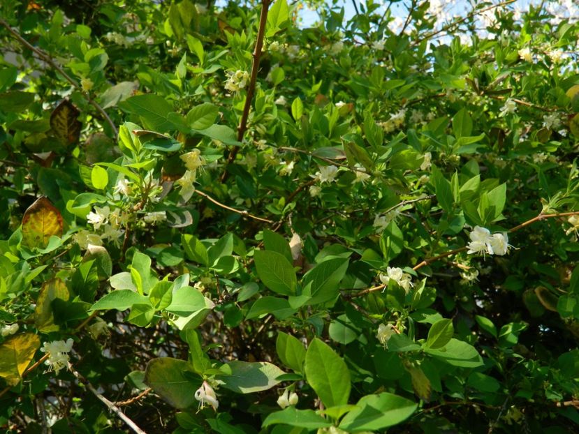  - 2017 TIMISOARA PRIMAVARA