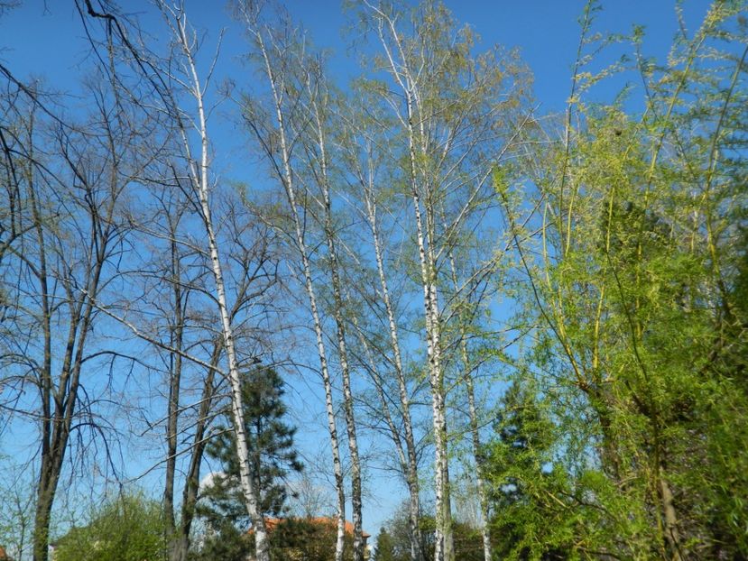  - 2017 TIMISOARA PRIMAVARA