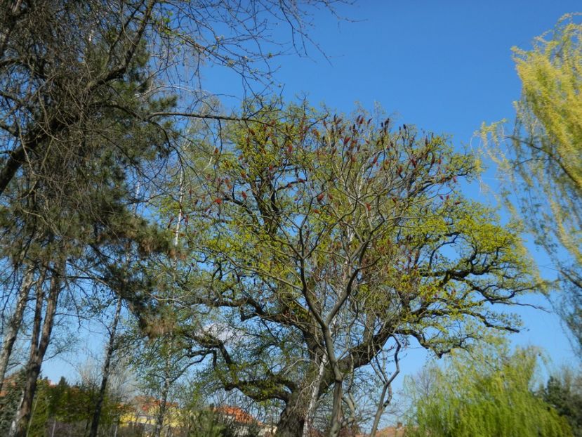  - 2017 TIMISOARA PRIMAVARA