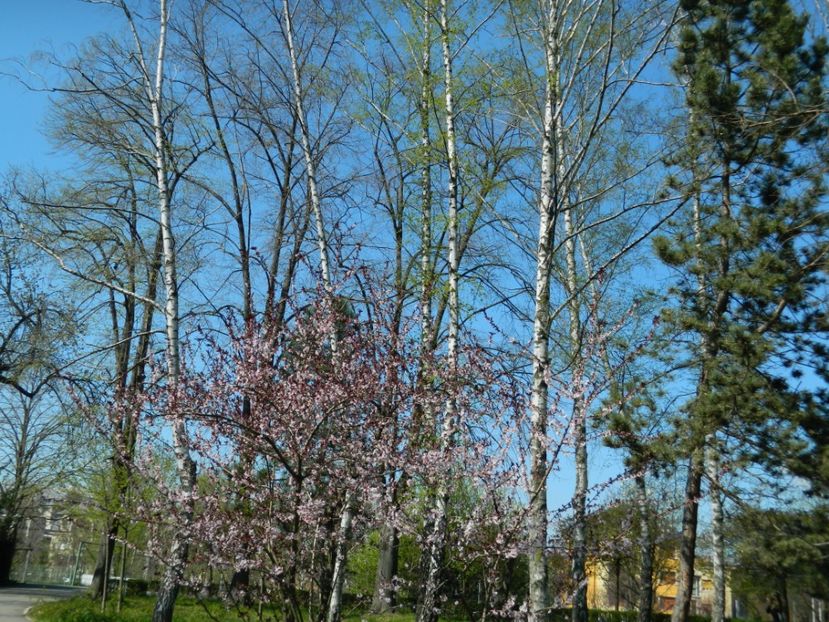  - 2017 TIMISOARA PRIMAVARA