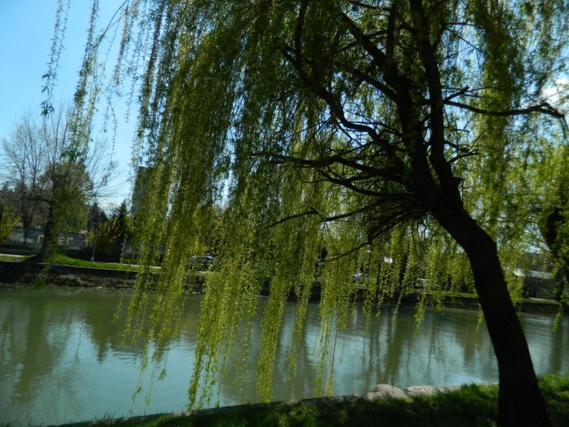  - 2017 TIMISOARA PRIMAVARA