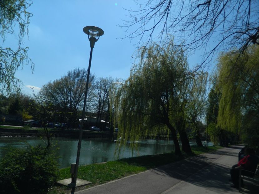  - 2017 TIMISOARA PRIMAVARA