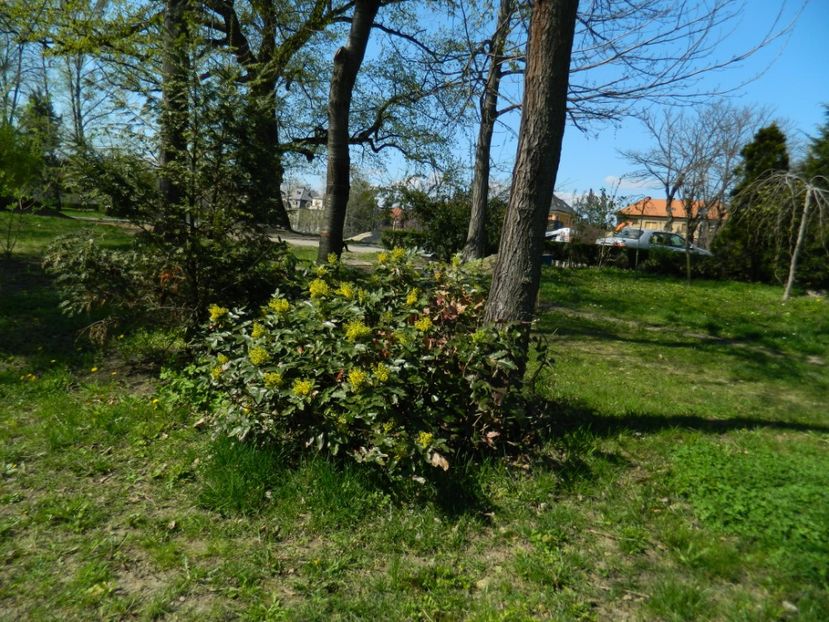  - 2017 TIMISOARA PRIMAVARA