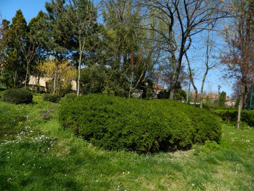  - 2017 TIMISOARA PRIMAVARA