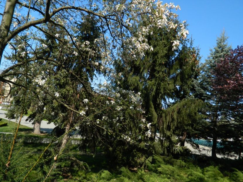  - 2017 TIMISOARA PRIMAVARA