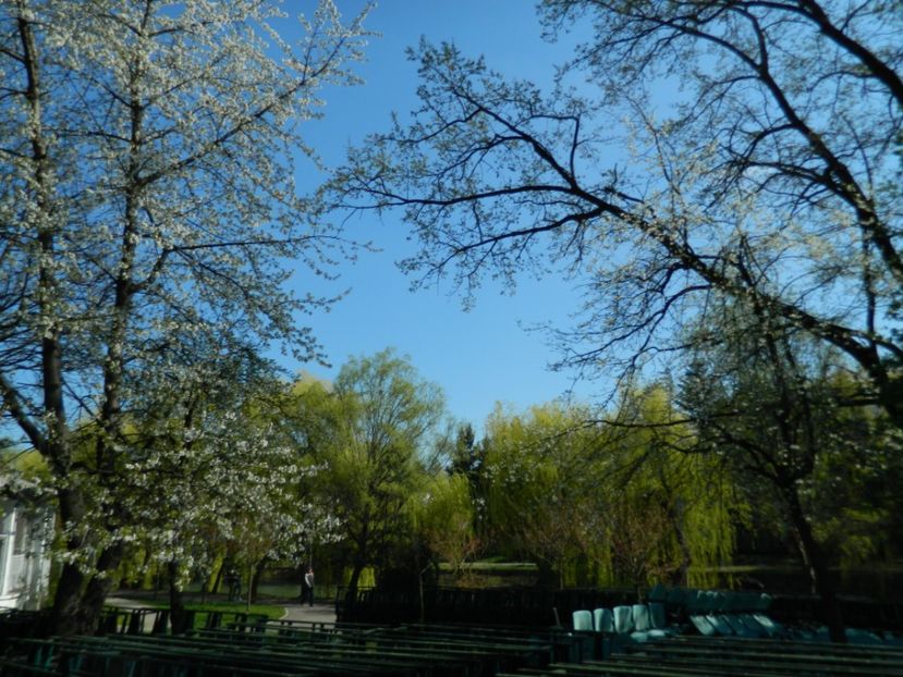  - 2017 TIMISOARA PRIMAVARA