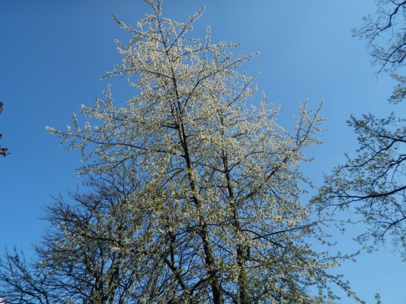  - 2017 TIMISOARA PRIMAVARA