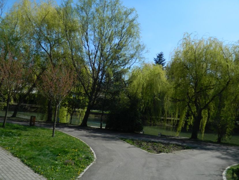  - 2017 TIMISOARA PRIMAVARA