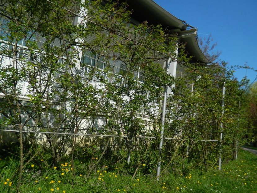  - 2017 TIMISOARA PRIMAVARA