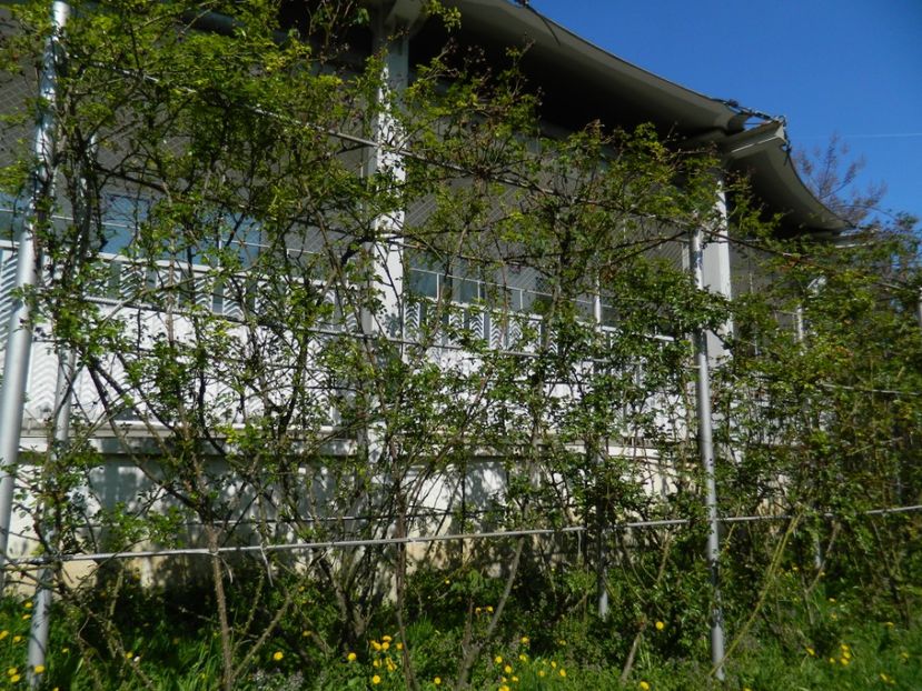  - 2017 TIMISOARA PRIMAVARA