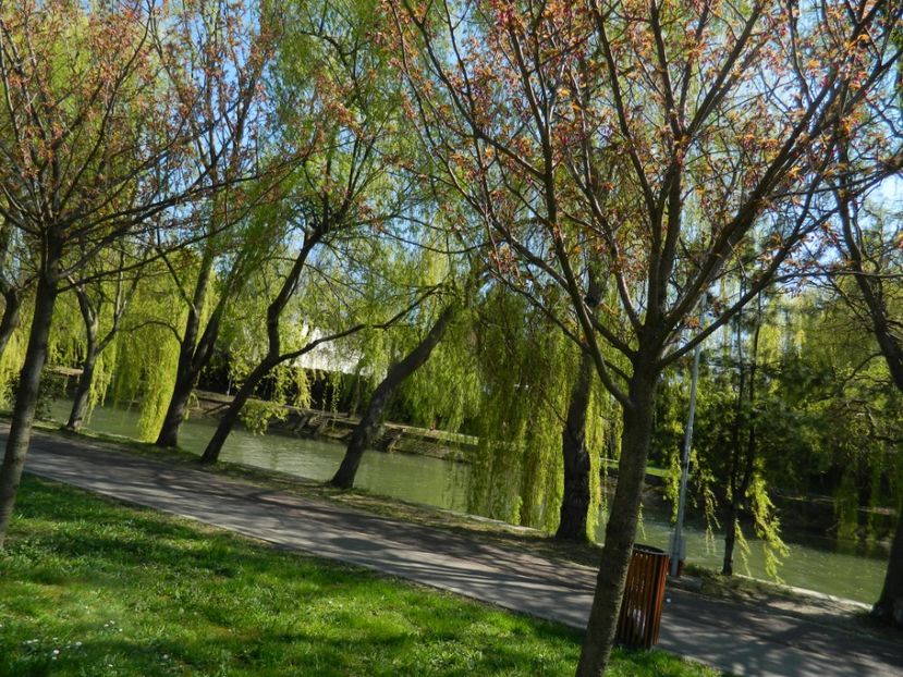  - 2017 TIMISOARA PRIMAVARA