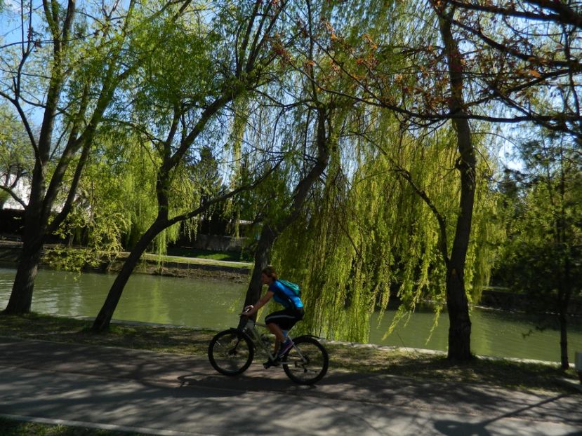  - 2017 TIMISOARA PRIMAVARA