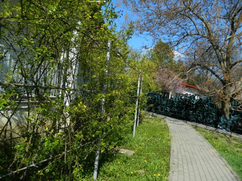  - 2017 TIMISOARA PRIMAVARA