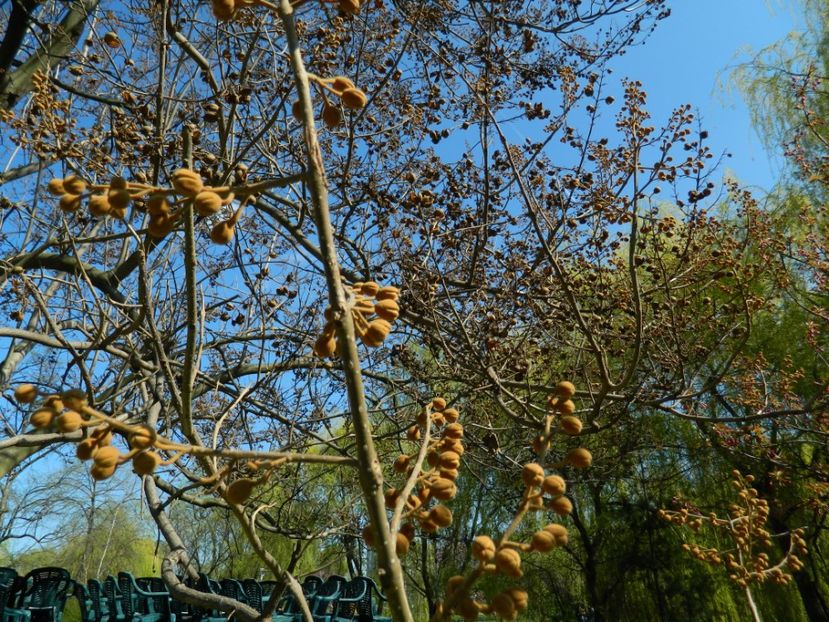  - 2017 TIMISOARA PRIMAVARA