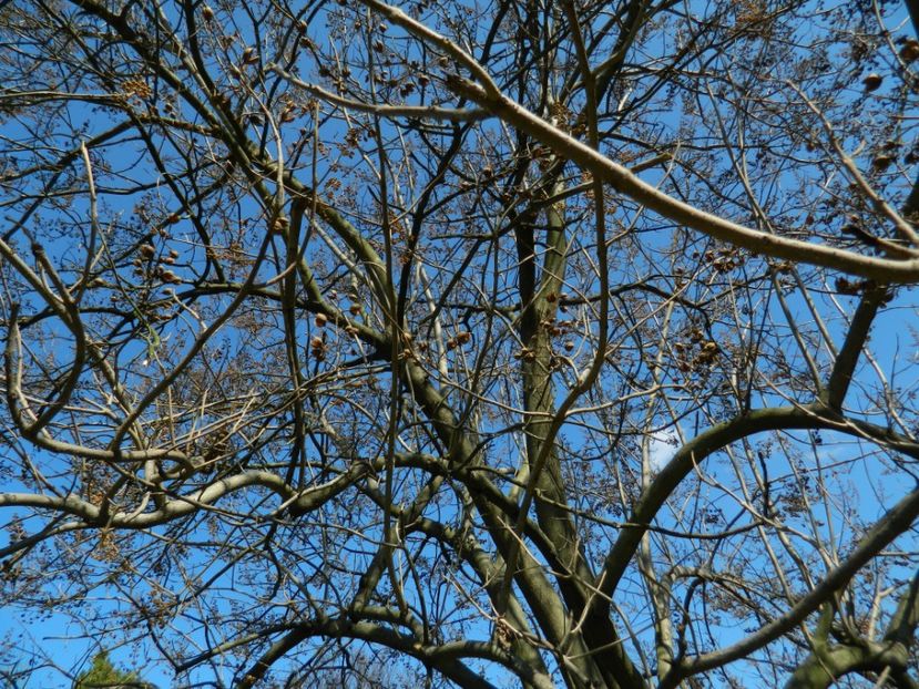  - 2017 TIMISOARA PRIMAVARA